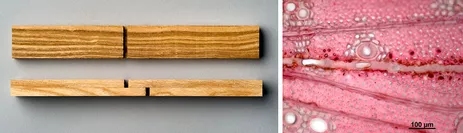 Abbildung: Zugscherprüfkörper zur Beurteilung der Verklebungsqualität (links); Mikroskopische<br />
Darstellung einer 1K-PUR Verklebung mit Primer (rechts)