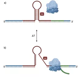 Figure 1: Schematic representation of a RNA thermometer (RNAT).<br />
 a) Active regulatory mechanism that masks RBS, b) Temperature-induced conformational change favoring translation. Created with BioRender.com