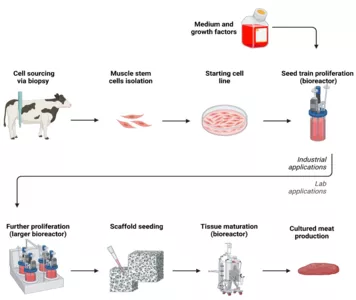 Figure 1: Cultured Meat Process Overview.