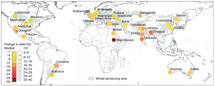 Wheat yield variation with two degrees temperature variation (Asseng, S., Ewert, F., Martre, P. et al. Rising temperatures reduce global wheat production. Nature Clim Change 5, 143–147 (2015). https://doi.org/10.1038/nclimate2470).